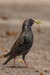 Common starling (Sturnus vulgaris) with caterpillars in its beak.