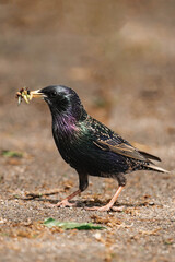 Common starling (Sturnus vulgaris) with caterpillars in its beak.