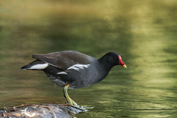 Moorhen standing at lake during summer.