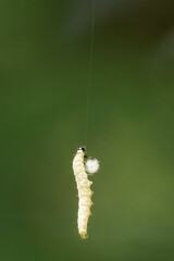 Green caterpillar hanging on a tiny thread.