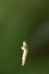 Green caterpillar hanging on a tiny thread.
