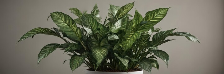 Dieffenbachia camilla plant in a pot, showing leaves and stem ,  beautiful plant,  plant lover,  plant details