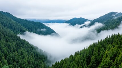 Misty Mountain Forest, Cloudscape, Nature