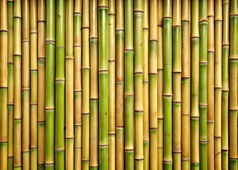 Fototapeta premium green bamboo background