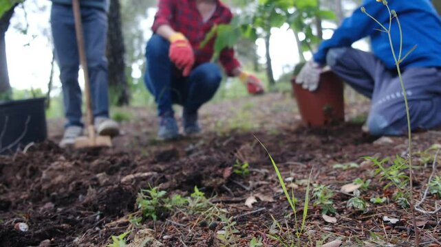 Gardeners working together, planting young tree in nutrient-rich soil, supporting forest restoration and community growth during vibrant spring season