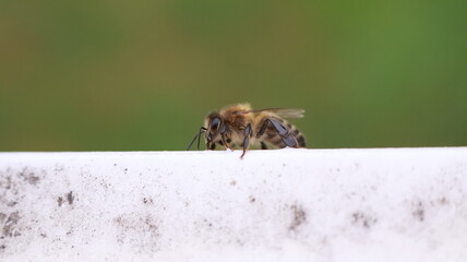 Bee on a Windowsill