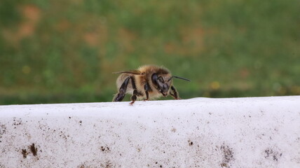 Bee on a Windowsill