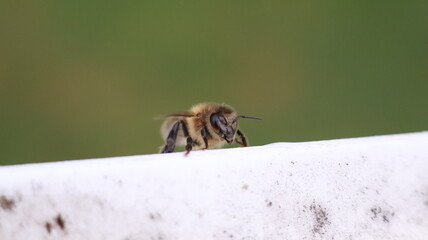 Bee on a Windowsill