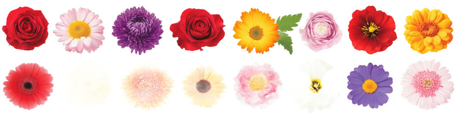 A vibrant collection of various flowers arranged in a linear pattern, showcasing their unique colors and shapes against a clean background, ideal for floral design inspiration