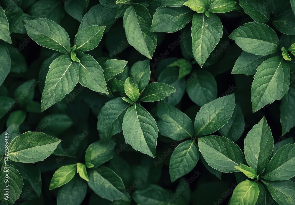 Fototapete a lush overhead view of vibrant green foliage, showcasing the intricate details of numerous leaves d