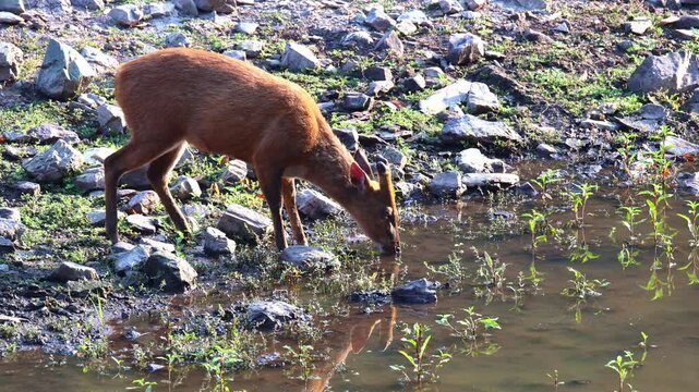 Barking deer