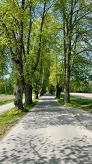 Tree Alley at Alby Farm, a 19th-century estate surrounded by lush landscapes, forests, and views of the Oslofjord.