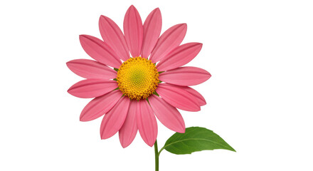 Isolated Pink Daisy Flower