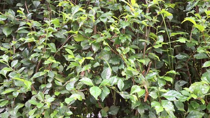 Close-up green Acalypha Siamensis hedge detail (no people) offers a lush natural decorative backdrop and living screen, perfect for vibrant natural decoration