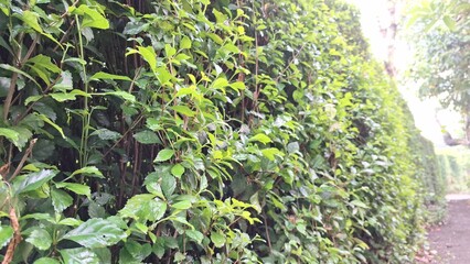 Close-up green Acalypha Siamensis hedge detail (no people) offers a lush natural decorative backdrop and living screen, perfect for vibrant natural decoration