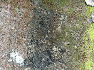 Weathered Wall Surface with Mold, Algae, and Textured Decay. Close-up of a damp, decaying wall surface with mold, algae, and rich textures—ideal for natural grunge or abstract backgrounds