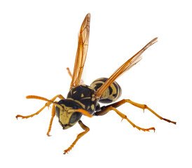 Wasp isolated on white background.