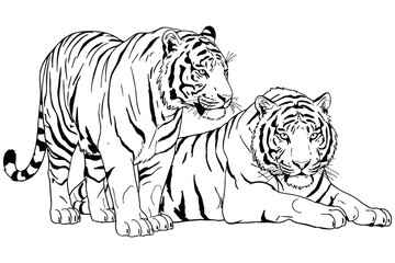 Vector illustration of two tigers in detailed line art style, one walking with head low and the other facing forward, showcasing muscular bodies and bold striped patterns.