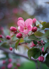 Obraz premium Blooming apple tree. Delicate pink apple tree flowers. Flower buds.