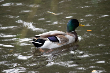 Fototapeta premium A Male Mallard Duck swimming in a pond in Nottinghamshire, UK