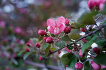 Very beautiful blossoming apple tree. Delicate pink flowers of apple tree. Apple tree in blossom.