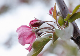 Very beautiful blossoming apple tree. Delicate pink flowers of apple tree. Apple tree in blossom.