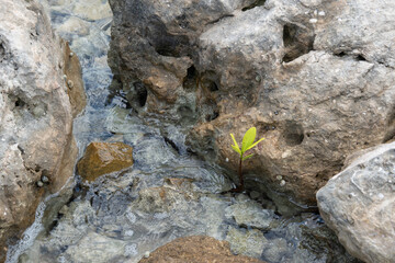 A rocky beach with a small tree plant on the shoreline in Trelawny, Jamaica.