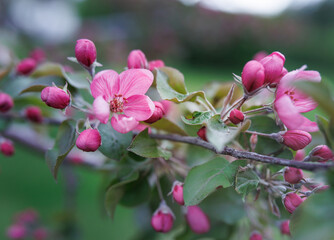 Obraz premium Very beautiful blossoming apple tree. Delicate pink flowers of apple tree. Apple tree in blossom.