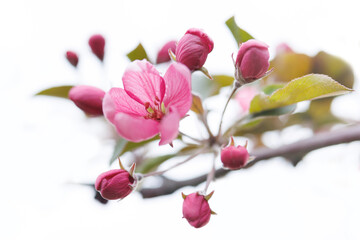 Very beautiful blossoming apple tree. Delicate pink flowers of apple tree. Apple tree in blossom.