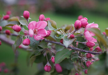 Obraz premium Very beautiful blossoming apple tree. Delicate pink flowers of apple tree. Apple tree in blossom.