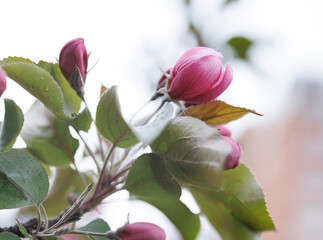 Very beautiful blossoming apple tree. Delicate pink flowers of apple tree. Apple tree in blossom.