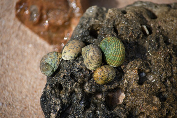close up of snails on a stone in Trelawny, Jamaica 