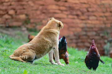 a dog and a roaster in the farm