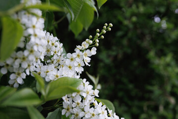 Delicate flowers of bird cherry. Inflorescences of bird cherry.