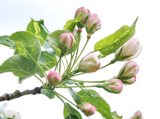 Very beautiful blossoming apple tree. Delicate pink flowers of apple tree. Apple tree in blossom.