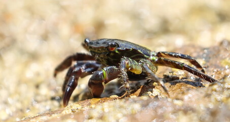 Marbled rock crab on seashore, Pachygrapsus marmoratus, Adriatic Sea