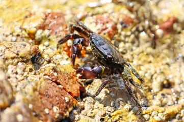 Marbled rock crab on seashore, Pachygrapsus marmoratus, Adriatic Sea