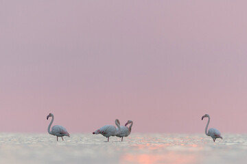Greater Flamingos in the morning hours with dramatic hue, Asker coast, Bahrain