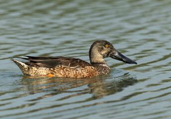 Closeup of a Northern Shoveler swimming at Tubli bay, Bahrain