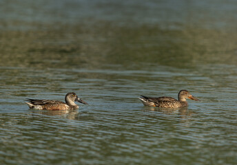 A pair of Northern Shoveler swimming at Tubli bay, Bahrain