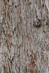 bark of a tree close up