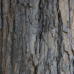 close up of a tree bark