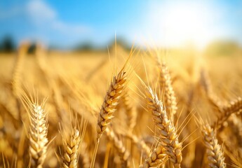 Fototapeta premium Golden wheat field bathed in sunlight, showcasing ripe ears of grain ready for harvest. A picturesque summer scene of agricultural abundance. : Generative AI