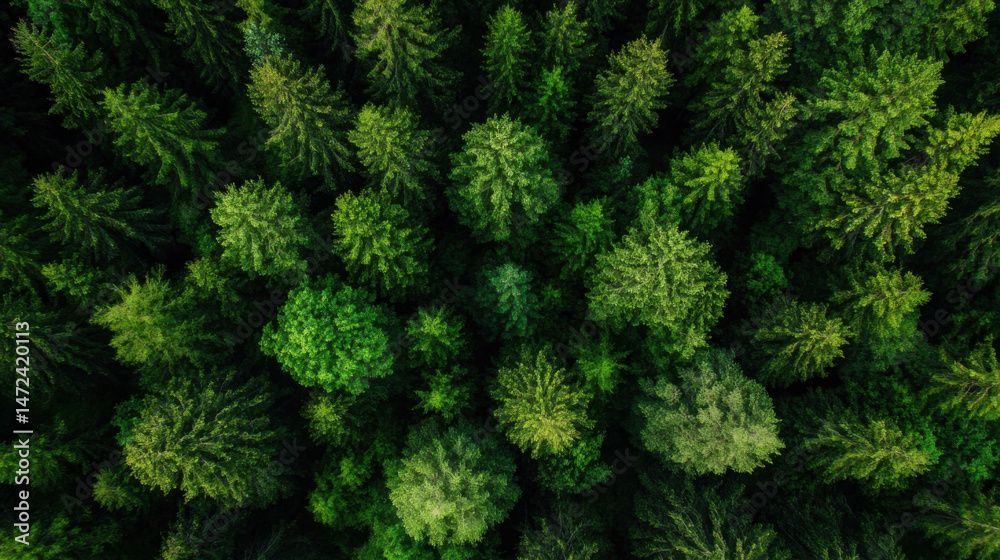 Poster aerial view of a lush, green forest canopy, showcasing the dense texture and vibrant color of numero