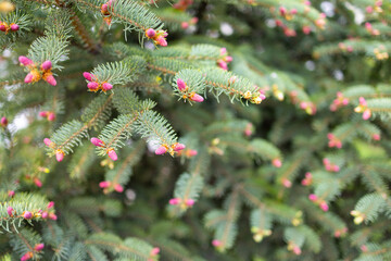 the blossoming cones of the spruce. Flowering trees, spring