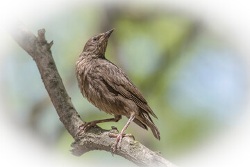 young starling sitting on branch of tree at spring
