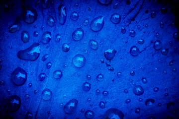 close up of dark blue petal of flower covered with rain drops