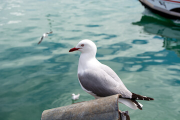 Seagull Perched by the Water