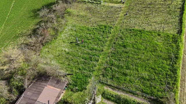 Aerial drone shot captures vineyard workers applying the Guyot pruning method among dormant vines on a terraced slope near Castell&rsquo;Arquato, surrounded by spring grasses and flowering edges