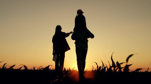 Family of farmers with child on shoulders walks through field of corn sprouts. Mom dad child walk together. Mother father, little daughter play, enjoy nature in sunny field. Kid is play with parents